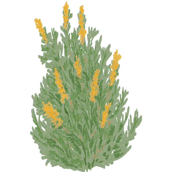 A sagebrush in bloom, painted in sage green and yellow